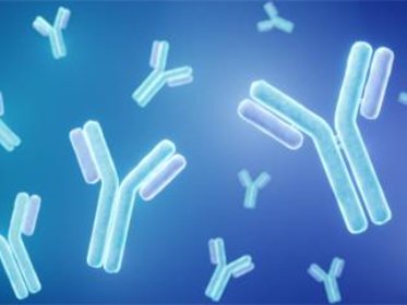custom antibody production service