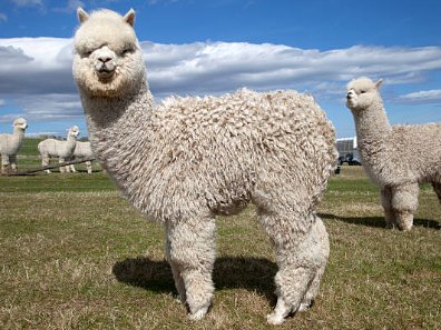 alpaca for nanobody development