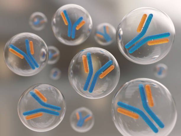 single B cell screening service