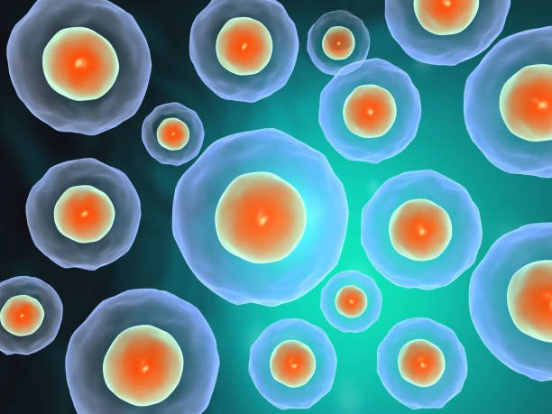 stable cell line production