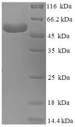 Recombinant Human Branched-chain-amino-acid aminotransferase, mitochondrial (BCAT2)