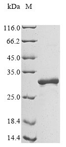 Recombinant Human Neurotrophic factor BDNF precursor form (BDNF)