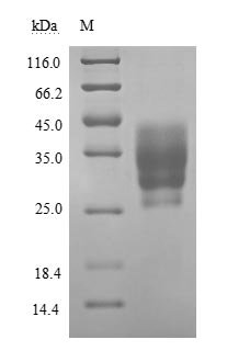 Recombinant Human Basigin (BSG), partial