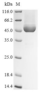 Recombinant Human Cobalamin binding intrinsic factor (CBLIF)