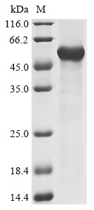 Recombinant Human Scavenger receptor cysteine-rich type 1 protein M160 (CD163L1), partial