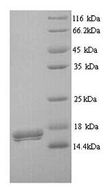 Recombinant Human CMRF35-like molecule 7 (CD300LB), partial