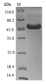 Recombinant Human Myeloid cell surface antigen CD33 (CD33), partial