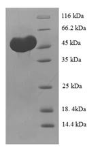 Recombinant Human C-type lectin domain family 18 member A (CLEC18A)