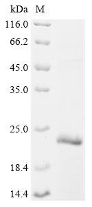 Recombinant Human Complement receptor type 1 (CR1), partial