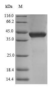 Recombinant Human Decorin (DCN), partial