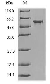 Recombinant Human Protein delta homolog 2 (DLK2), partial