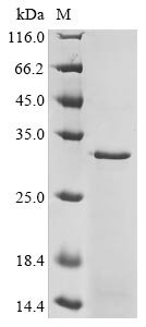 Recombinant Human D (2) dopamine receptor (DRD2), partial