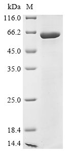 Recombinant Human Desmoglein-3 (DSG3), partial