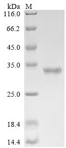 Recombinant Human ER membrane protein complex subunit 10 (EMC10), partial