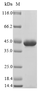 Recombinant Human Filamin-A (FLNA), partial