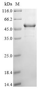 Recombinant Human Forkhead box protein L2 (FOXL2)