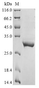 Recombinant Human Gamma-aminobutyric acid receptor subunit beta-2 (GABRB2), partial