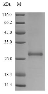 Recombinant Human Glutathione S-transferase P (GSTP1)