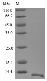 Recombinant Human Glycophorin-A (GYPA), partial