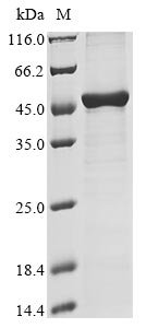 Recombinant Human HLA class I histocompatibility antigen, A alpha chain (HLA-A), partial