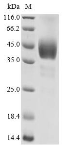 Recombinant Human 5-hydroxytryptamine receptor 1D (HTR1D), partial