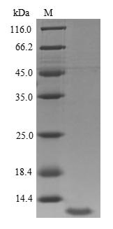 Recombinant Human Insulin-like growth factor I (IGF1)
