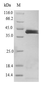 Recombinant Human Interleukin-36 alpha (IL36A)