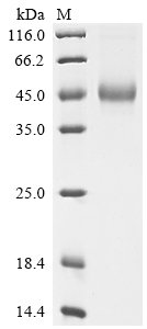 Recombinant Human Interleukin-5 (IL5)