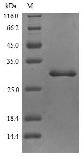 Recombinant Human Inter-alpha-trypsin inhibitor heavy chain H4 (ITIH4), partial