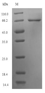 Recombinant Human Keratin, type I cuticular Ha5 (KRT35)