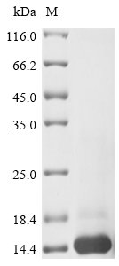 Recombinant Human Macrophage migration inhibitory factor (MIF)