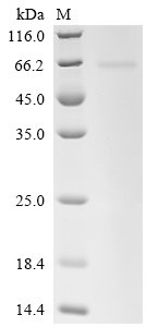 Recombinant Human N-myc proto-oncogene protein (MYCN)