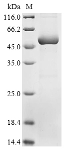 Recombinant Human Atrial natriuretic peptide receptor 3 (NPR3), partial