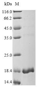 Recombinant Human 5-oxoprolinase (OPLAH), partial