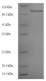 Recombinant Human Prolyl 4-hydroxylase subunit alpha-3 (P4HA3)