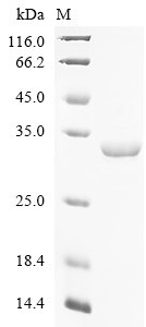 Recombinant Human Programmed cell death 6-interacting protein (PDCD6IP), partial