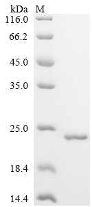 Recombinant Human Plexin-B1 (PLXNB1), partial