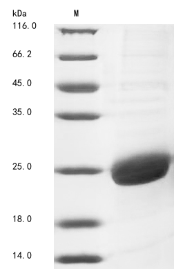 Recombinant Human Proteoglycan 4 (PRG4), partial