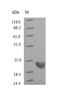 Recombinant Human Rhodopsin (RHO), partial