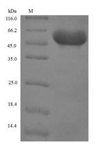 Recombinant Human Serpin B4 (SERPINB4)