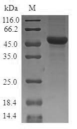 Recombinant Human Mitochondrial ornithine transporter 1 (SLC25A15)