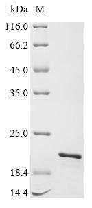 Recombinant human Trichohyalin (TCHH), partial
