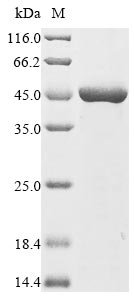 Recombinant Clostridium kluyveri NAD-dependent 4-hydroxybutyrate dehydrogenase (4hbD)
