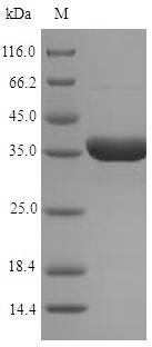 Recombinant Arabidopsis thaliana NADPH-dependent oxidoreductase 2-alkenal reductase (AER)