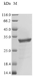 Recombinant Xenopus tropicalis Akirin-1 (akirin1)