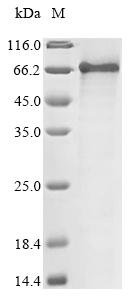 Recombinant Bovine albumin (ALB)