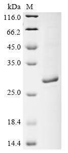 Recombinant Salmonella typhimurium Beta-lactamase CTX-M-2 (bla)