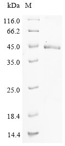 Recombinant Mouse Complement C1q tumor necrosis factor-related protein 6 (C1qtnf6)