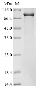 Recombinant Mouse Complement C1r-A subcomponent (C1ra)