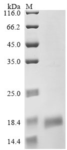 Recombinant Mouse CD9 antigen (Cd9), partial